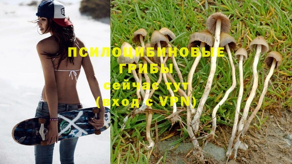 PSILOCYBIN Волосово